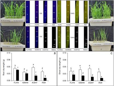 Tissue Tolerance Coupled With Ionic Discrimination Can Potentially Minimize the Energy Cost of Salinity Tolerance in Rice